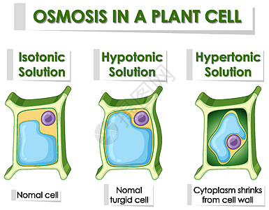 显示植物细胞渗透作用的图表插图生物教育夹子艺术品技术生物学生活卡通片意义图片