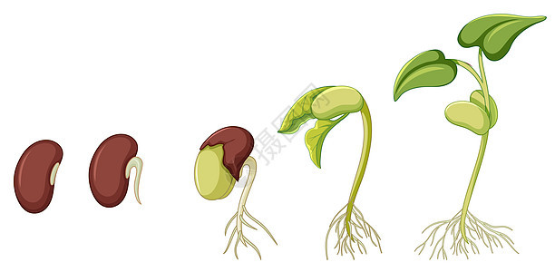 显示植物生长在白色背景上的图表艺术插图生物学夹子发芽学习环境绘画叶子花园图片