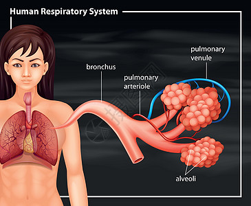 黑色背景下的人类女性呼吸系统图片