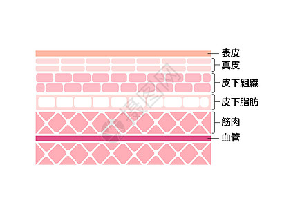 从表皮到肌肉日本人的皮肤矢量图层图片