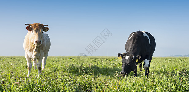 金发牛和黑色的黑牛 在青草草地上 蓝天下 在霍兰图片