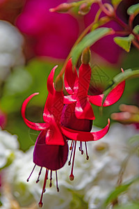 花盆中含绿叶的fuchsia花朵园艺紫色花瓣花园美丽紫红色植物植物学植物群盆栽图片