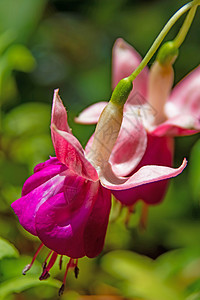 花盆中含绿叶的fuchsia花朵花瓣植物学盆栽花园美丽植物紫色植物群叶子园艺图片