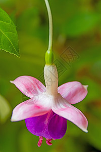 花盆中含绿叶的fuchsia花朵植物叶子紫色盆栽园艺花瓣紫红色美丽热带花园图片