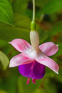 花盆中含绿叶的fuchsia花朵房子园艺紫色花园盆栽植物美丽叶子生长热带图片