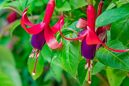 花盆中含绿叶的fuchsia花朵紫色植物学生长叶子季节美丽热带花瓣园艺紫红色图片