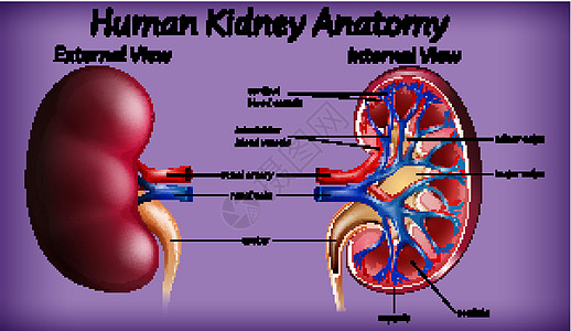 医学人体肾脏解剖花萼意义女性健康生物解剖学艺术女孩男性插图图片