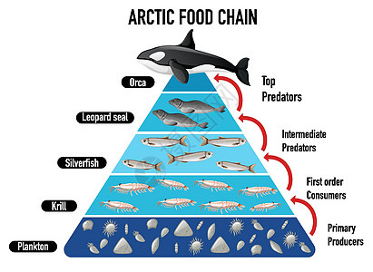 北极食物链金字塔消费者教育生物图表插图浮游捕食者海豹卡通片绘画图片