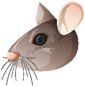 白色背景上的孤立鼠标头图片