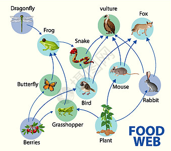 食物链图概念科学哺乳动物思维导图森林动物狐狸图表制作人丛林飞行背景图片