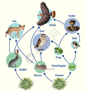 食物链图的生物学教育海报剪贴食肉动物群卡通片意义植物消费者食草科学绘画图片