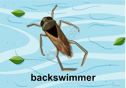 水上的俯视图环境漏洞动员夹子生物学甲虫野生动物教育插图学习卡通片高清图片素材