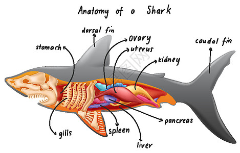 鲨鱼的解剖身体生活生物学细胞插图夹子生物动物群哺乳动物科学图片