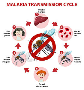 疟疾传播周期和症状信息图表框架指示牌药品动物病人插图蚊子生物寄生虫自行车图片
