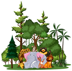 白色背景上具有自然元素的野生动物或动物园动物群条纹植物插图老虎捕食者宠物卡通片兔子标识环境背景图片