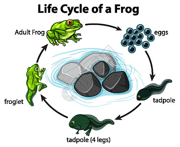 在白色背景上显示青蛙生命周期的图表图片