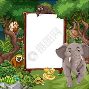 热带雨林场景中的空白横幅与野生动物丛林荒野哺乳动物动物插图风景框架雨林生态生物图片