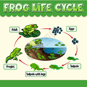 显示 Fro 生命周期的图表胚胎两栖动物卡通片蝌蚪生长插图科学意义教育设计图片