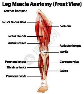 腿部肌肉解剖前 Vie图片