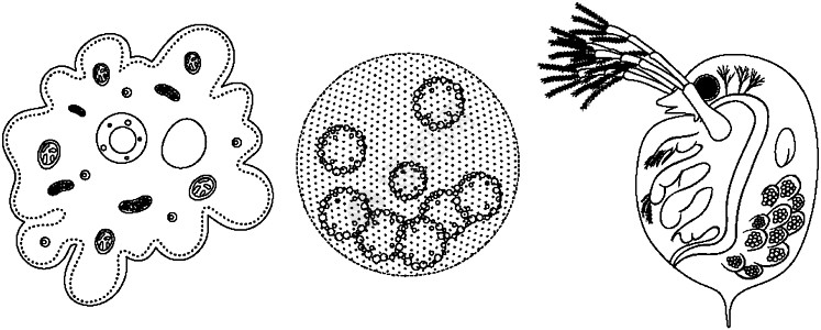 在白色背景上分离的涂鸦中的单细胞生物集图片