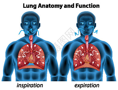 用于教育的肺解剖学和功能绘画插图卡通片病理压力生活空腔图表呼吸学习图片
