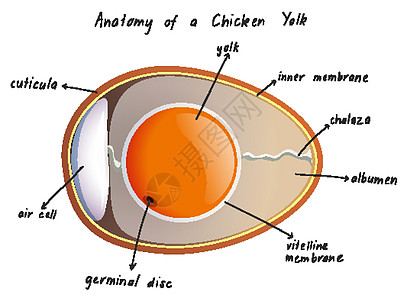 鸡蛋黄的解剖图片