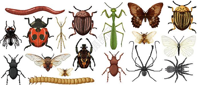 在白色背景上分离的不同昆虫集合学习动物群团体解剖学蚊子插图教育蝴蝶蜘蛛微生物学图片