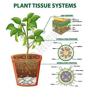 显示植物组织系统的图表绘画运输夹子教育解剖学环境微生物学生理卡通片生活图片