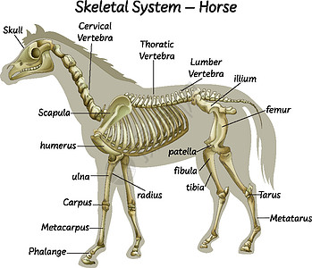 科普马骨骼系统图片