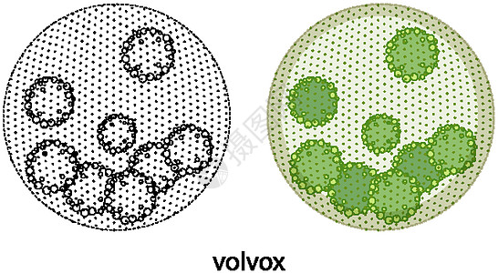 白色背景上的颜色和涂鸦的团藻植物素描生物学活力卡通片学习生物插图绘画科学图片