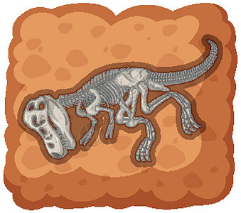 白色背景上已灭绝的恐龙化石石头爬虫学习科学卡通片颅骨岩石食肉骨骼插图图片