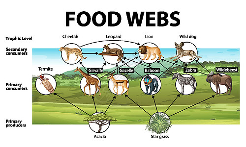 食物网图的生物学教育海报植物科学剪贴动物群食肉生活插图食草绘画意义图片