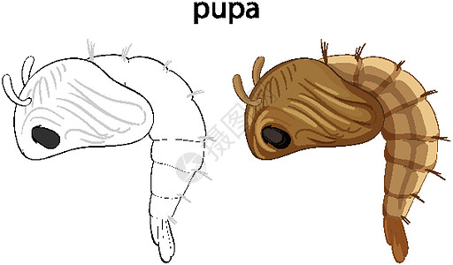 彩色和涂鸦分离的蛹图片