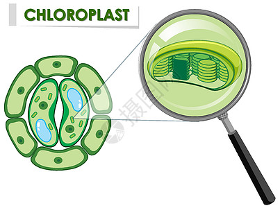 显示植物细胞上叶绿体的图表图片