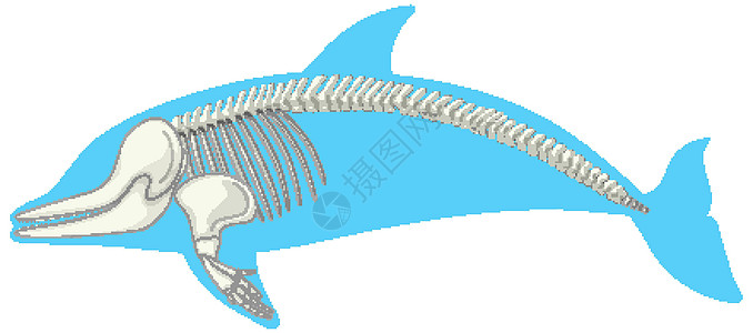孤立在白色背景上的海豚的骨骼解剖动物园海滩环境动物学习生理解剖学插图哺乳动物卡通片图片