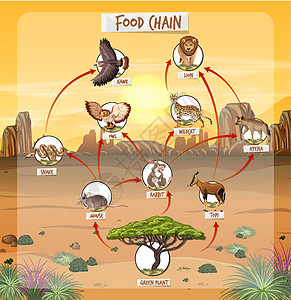 森林背景下的食物链图概念制作人学习动物群生活绘画图表动物植物场景木头图片