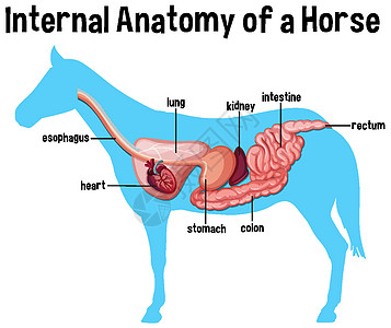 马的内部解剖与标签字体器官细胞动物学冒号插图卡通片病理夹子生物图片
