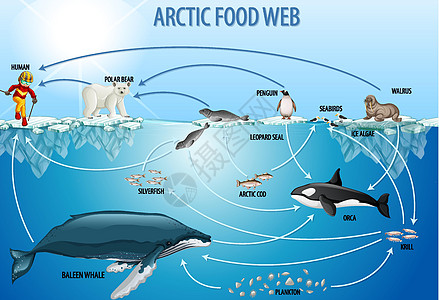 食物网图的生物学教育海报海洋插图存活科学卡通片企鹅浮游植物生活生物图片