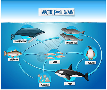 北极食物链图概念环境消费者生物海豹生态动物浮游动物学插图哺乳动物图片