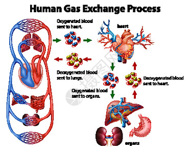 人体气体交换过程的医学信息图图片