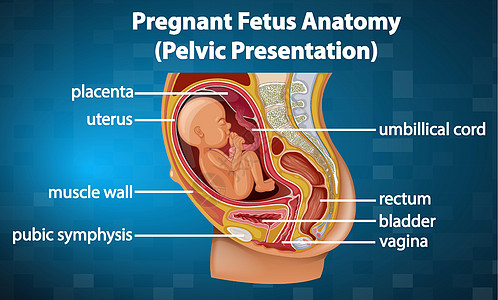 怀孕胎儿解剖图微生物学直肠科学海报插图婴儿子宫教育孩子卡通片图片