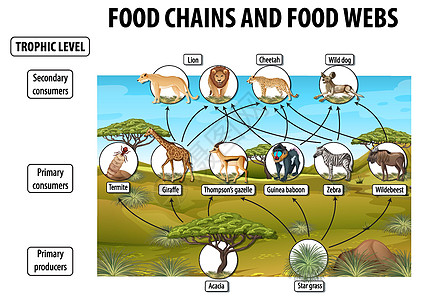食物网和食物链图的生物学教育海报剪贴食草植物食肉动物群生活动物插图消费者生物图片