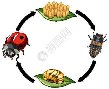 白色背景下瓢虫的生命周期图片