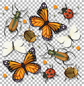 透明背景上的一组不同昆虫生物瓢虫蜜蜂野生动物飞行臭虫纺织品插图甲虫卡通片背景图片