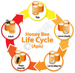 显示 Honey Be 生命周期的图表学习插图教育绘画动物群生长动物幼虫漏洞胚胎腿高清图片素材