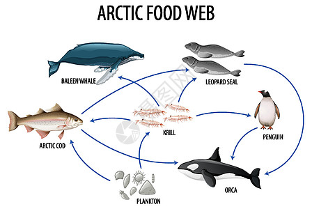 食物网图的生物学教育海报动物群卡通片动物存活植物绘画企鹅海洋生物生活图片