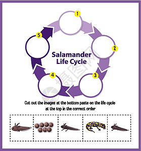 蝾螈生命周期图胚胎生长卡通片教育动物群绘画生物学野生动物生物自行车图片
