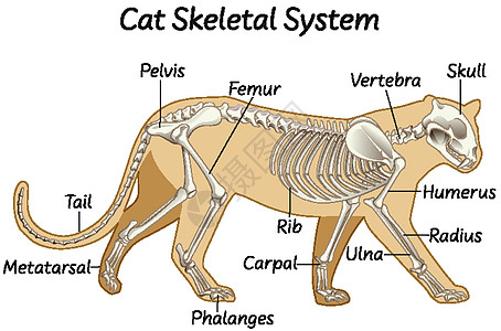 科普猫骨骼系统图片