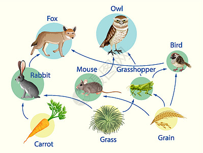 食物链图的生物学教育海报生活食草食物飞行食肉学习动物群绘画消费者粮食图片