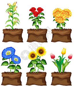 白色背景上棕色袋子里的美丽花朵蔬菜喇叭花玫瑰热带场景食物玉米园艺卡通片花瓣图片